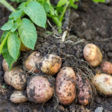 Kdy vykopat brambory ke skladování v roce 2021?